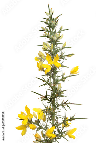 Flowering gorse