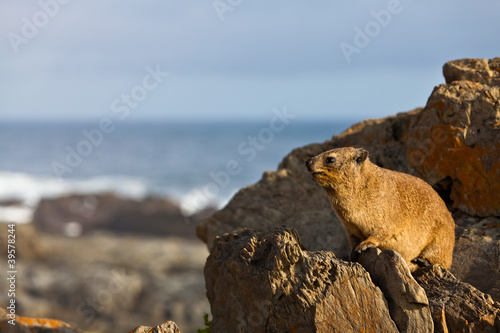 Hyrax sitting at the rocky coastline