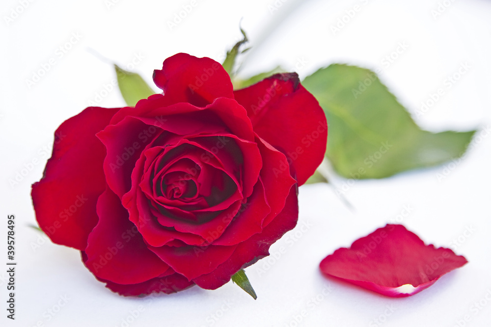 Fototapeta premium Rosenrot