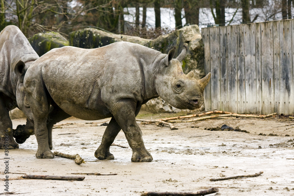 Obraz premium Black rhino or hook-lipped rhinoceros (Diceros bicornis)
