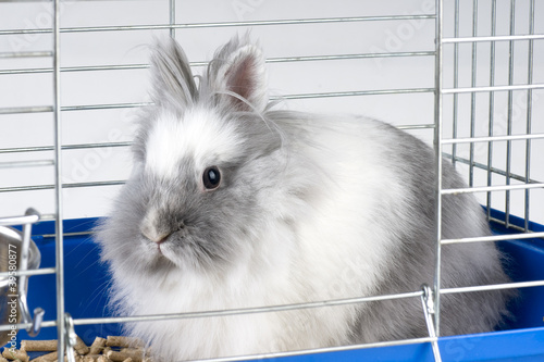 White angora bunny