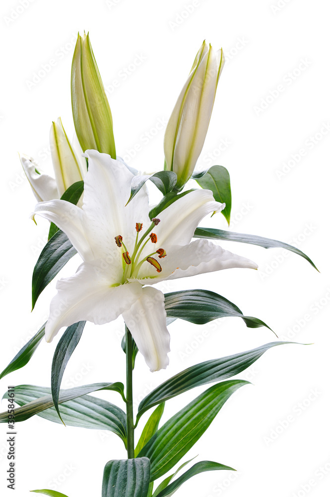Fototapeta premium white lily