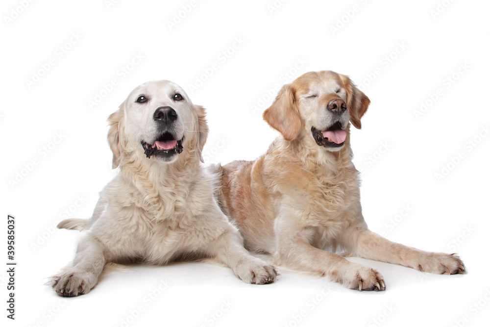 Two Golden Retriever dogs