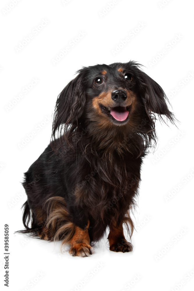 Dachshund Dachshund