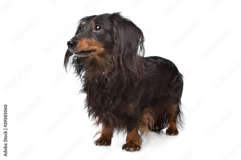 Dachshund Dachshund