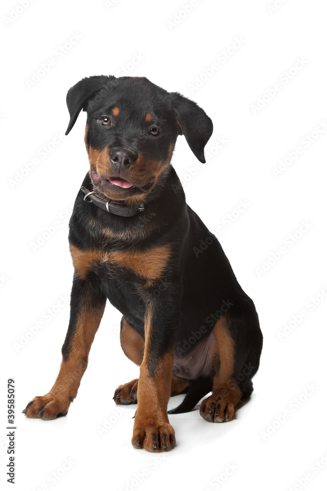 Rottweiler puppy