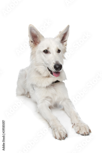 White shepherd dog © Erik Lam