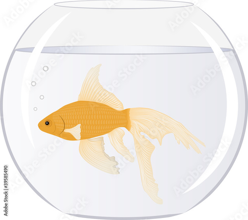 Goldfish