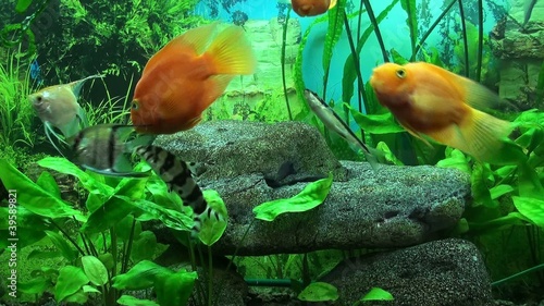 Beautiful aquarium with gold fish