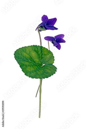 Viola riviniana - wild aka dog violet, isolated photo