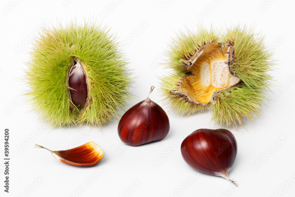 chestnuts fresh fruits and seeds on white backgroud chestnuts fresh fruits and seeds on white backgroud