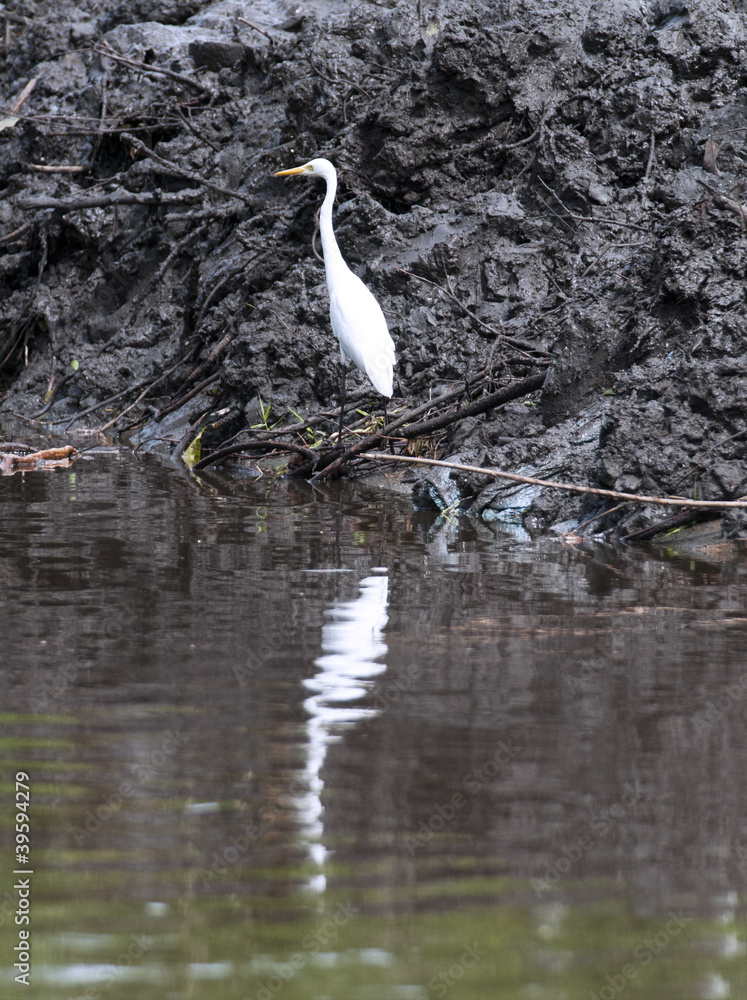 Naklejka premium Great Egret
