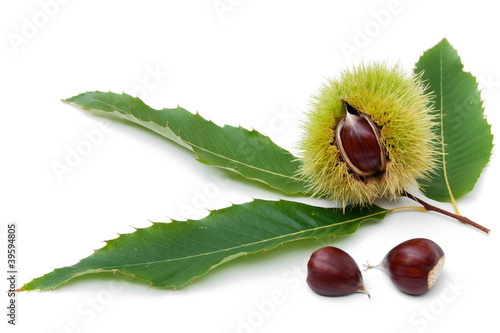 sweet chestnut fruit half split with seeds and leaves on white photo