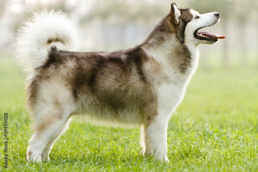 Alaskan Malamute