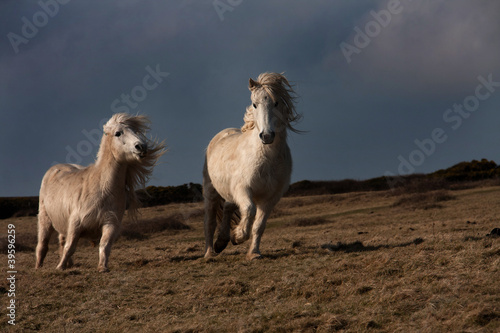 Fototapeta Naklejka Na Ścianę i Meble -  Wild Welsh Pony