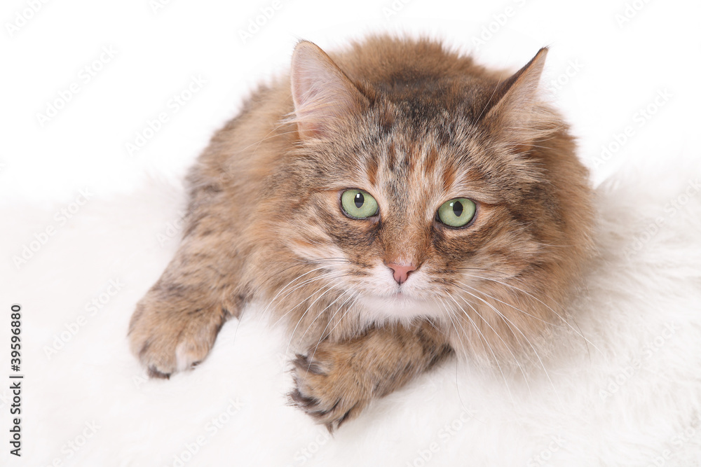 Obraz premium green-eyed cat