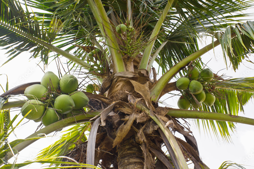 Fototapeta premium Coconut tree