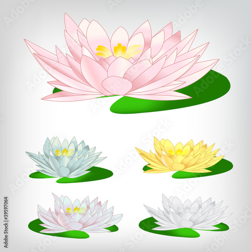 a set of colorful water lilies