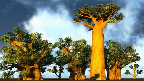 African baobabs