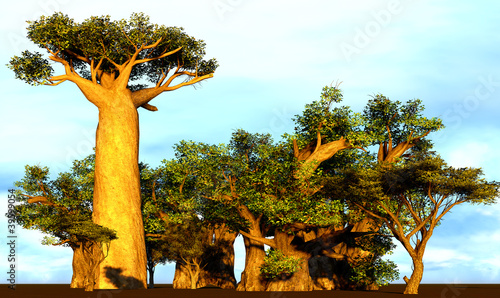 Canvas Print African baobabs