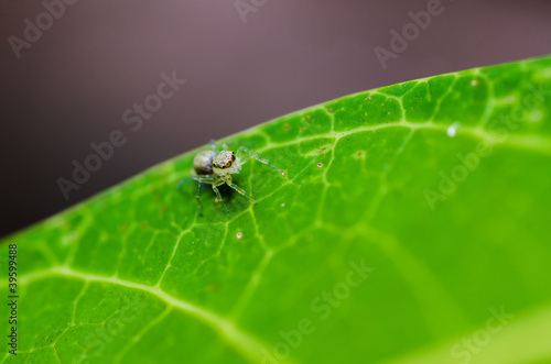 jumping spider in green nature © sweetcrisis