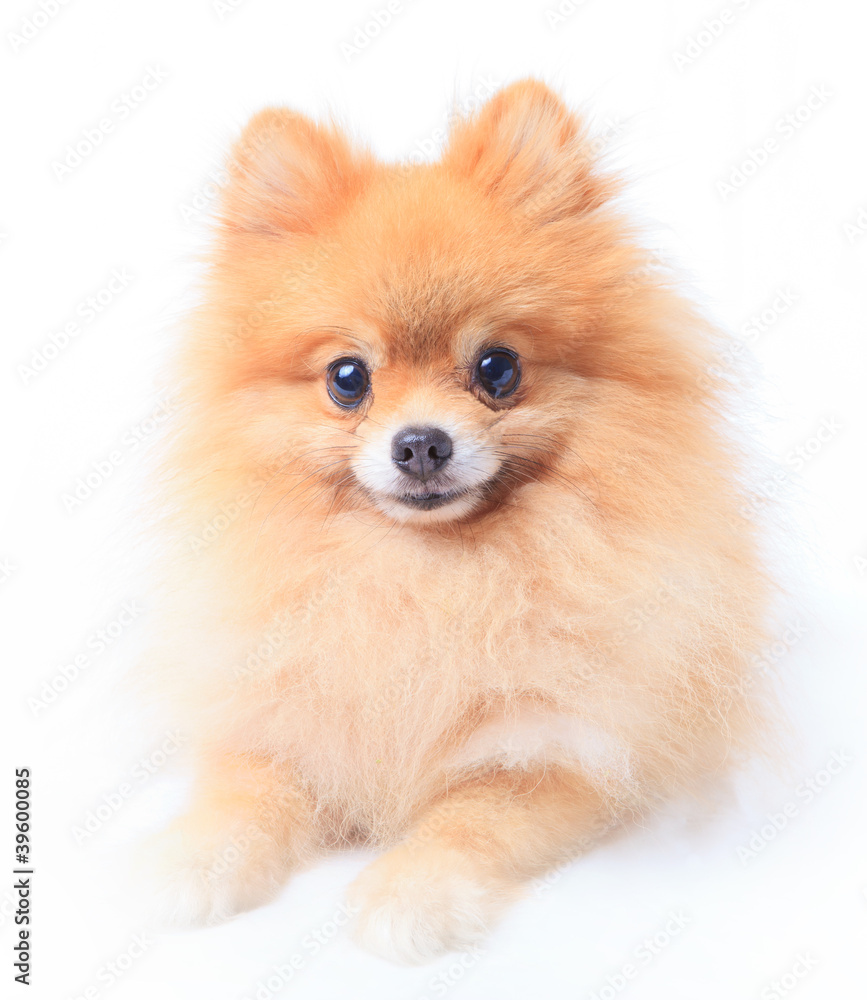 pomeranian dog sitting in front of white