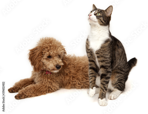 Poodle & Cat