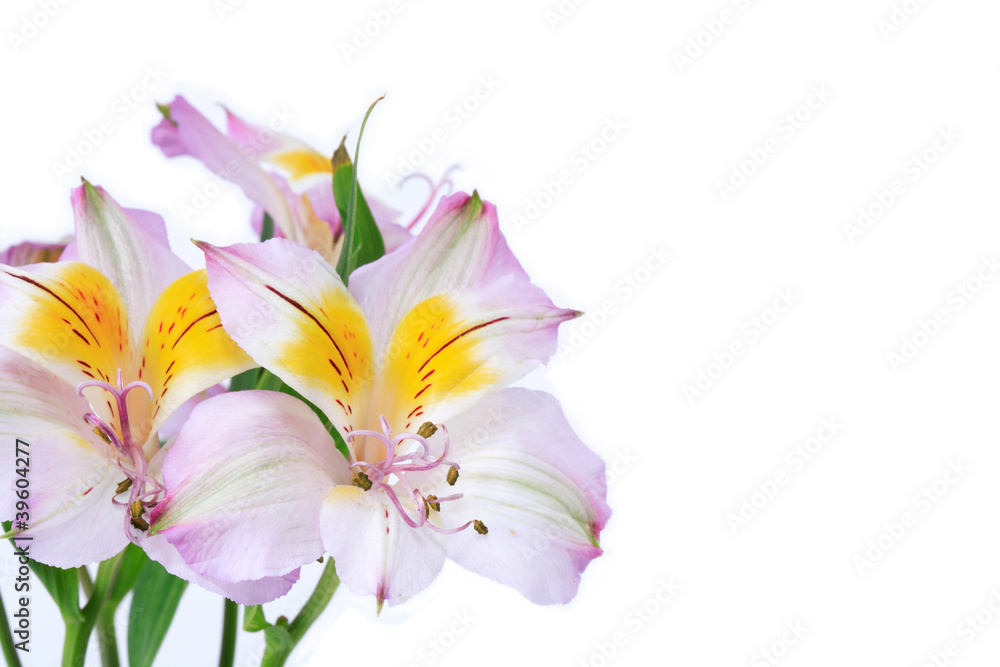 Flowers On White Flowers On White