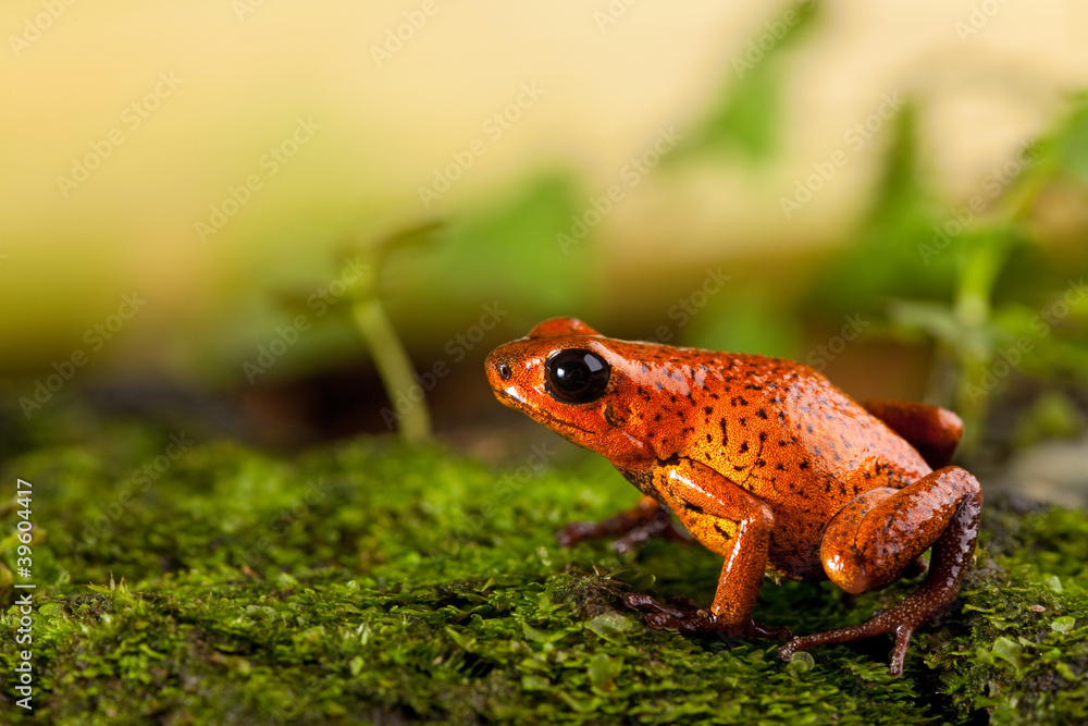 Fototapeta premium red frog