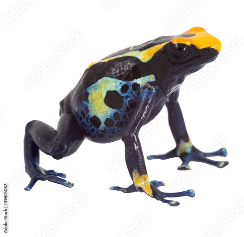 poison dart frog isolated