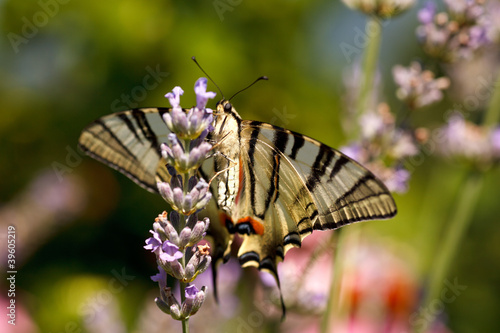 Old World Swallowtail on lavender flowers #39605219