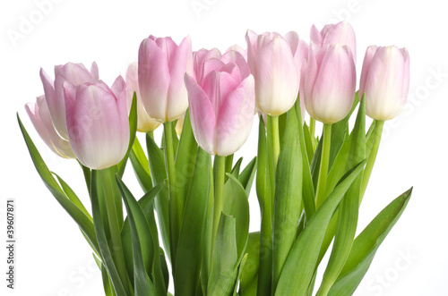 Light Pink Tulip Flowers Isolated on White © chiyacat
