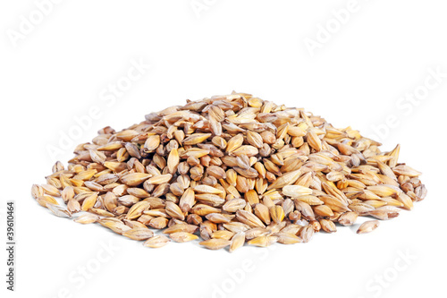Pile Barley grain (Hordeum) isolated on white background.