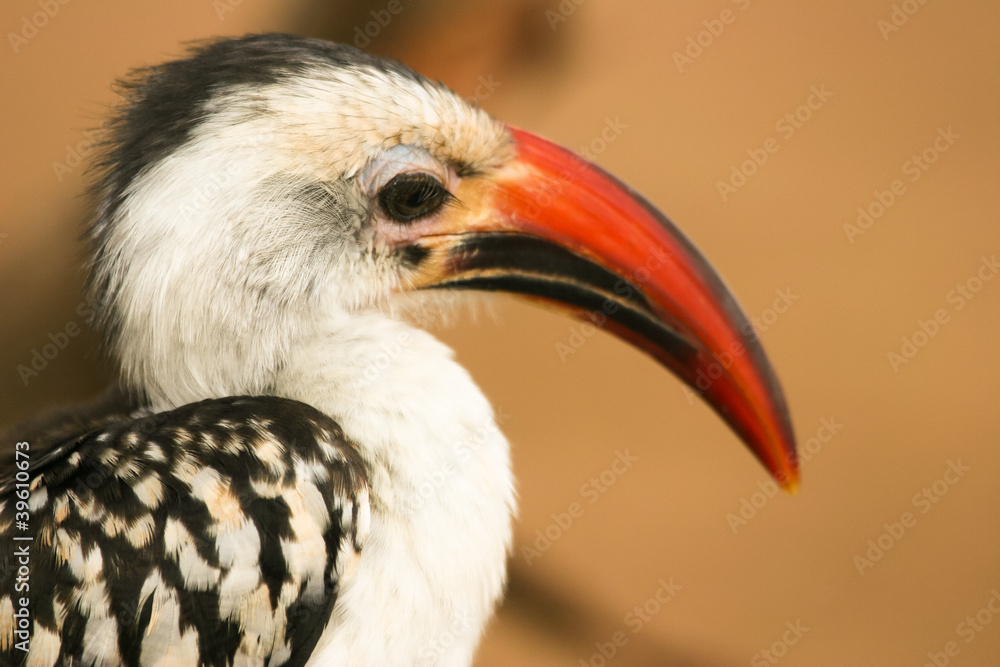 Portrait of Red-billed Hornbill , Samburu, Kenya