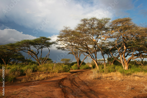 Landscape of Samburu before storm  Samburu  Kenya