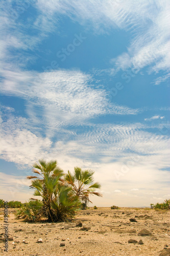 View of landscape with date palms in the background, Kenya
