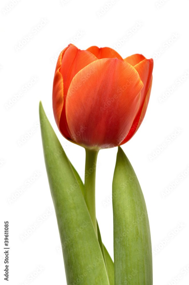 Tulip isolated on white background