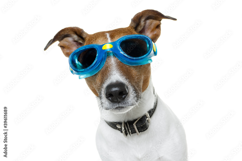 Dog with blue goggles