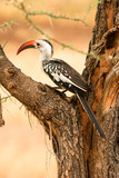 Red-billed Hornbill in the tree,, Samburu, Kenya