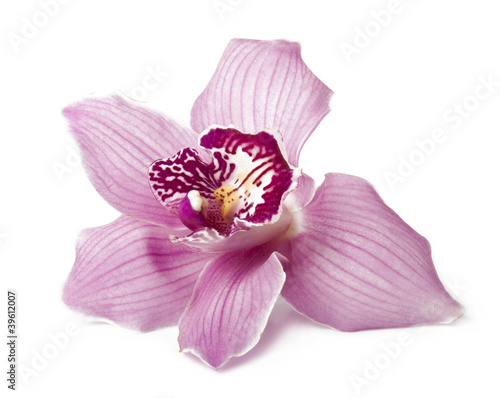 Obraz na płótnie Pink orchid on a white background