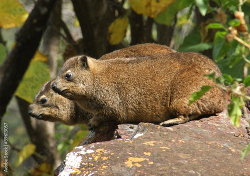 damans du Waterberg