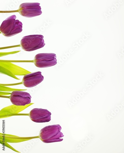 Fototapeta Naklejka Na Ścianę i Meble -  Tulpen