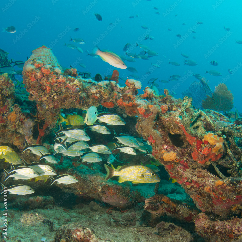 Obraz premium Colorful FIsh on a Tropical Coral Reef