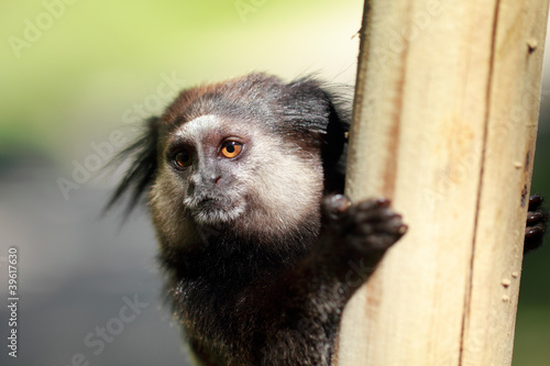 black-tufted marmoset close-up