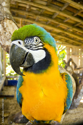 Blue and yellow macaw close-up © lucato