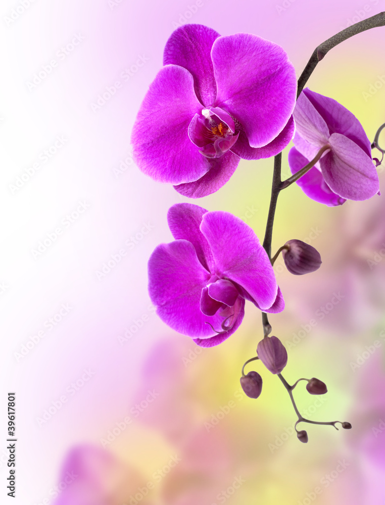 purple orchid purple orchid