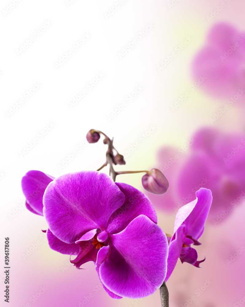 Fototapeta premium purple orchid