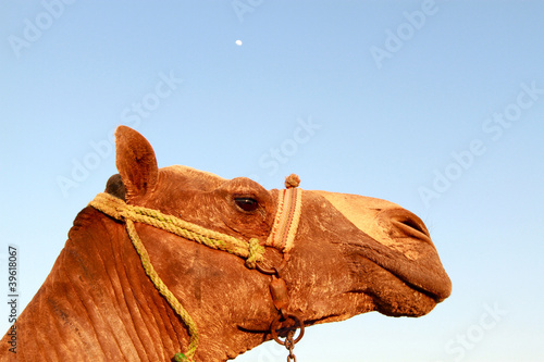 Camel in the Moonlight