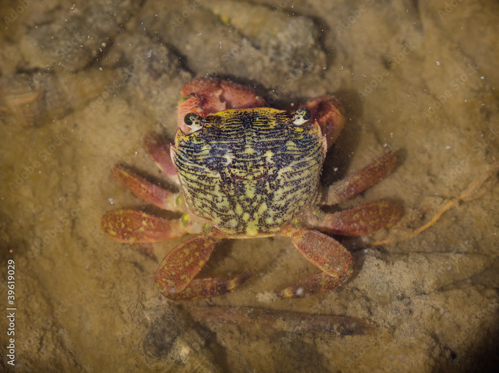 Striped Shore Crab in tidal pool