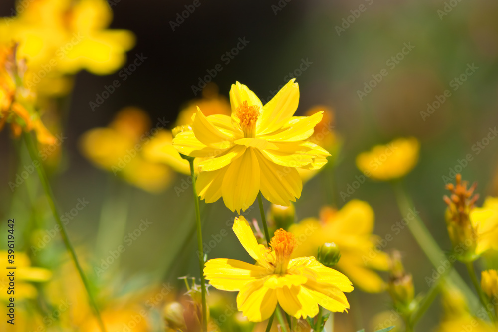 Obraz premium Marigold flowers